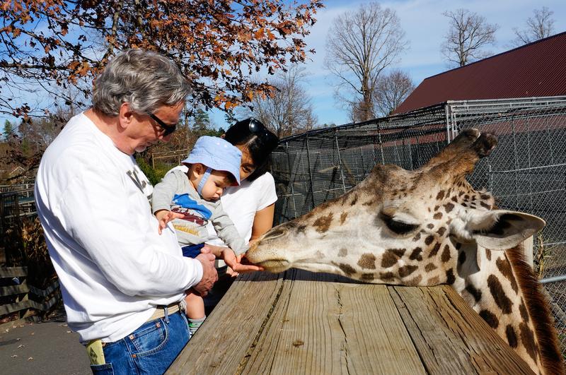 Max feeding a giraffe with Pops